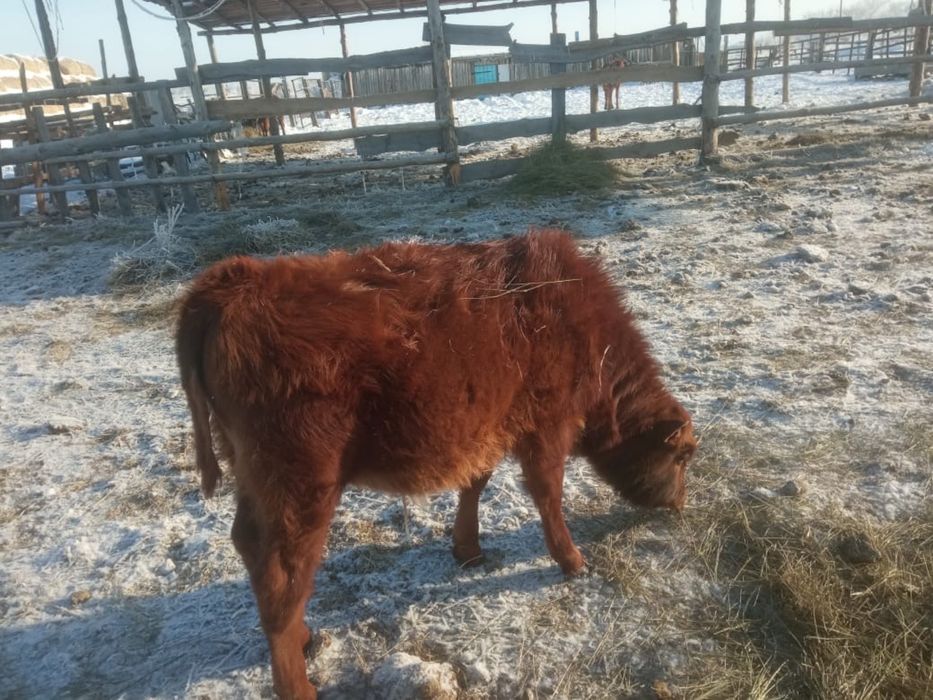 Продается КРС, бычки и телочки