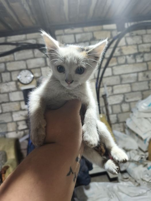 Ищут новый дом котята