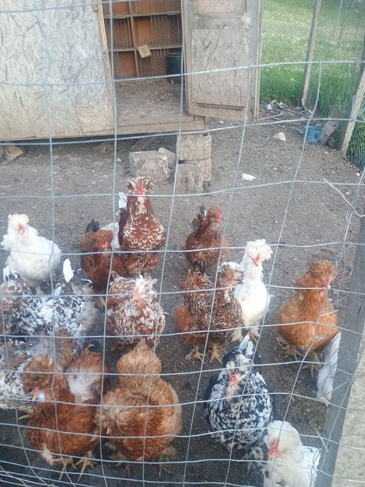 Oua pentru incubat gaini motate strumski