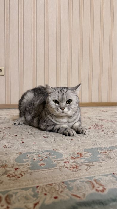 Отдам в хорошие руки кота