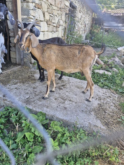 Capre alpin francez cu Anglo-Nubiană