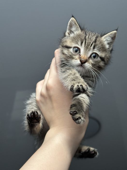 Отдам котяток в добрые руки