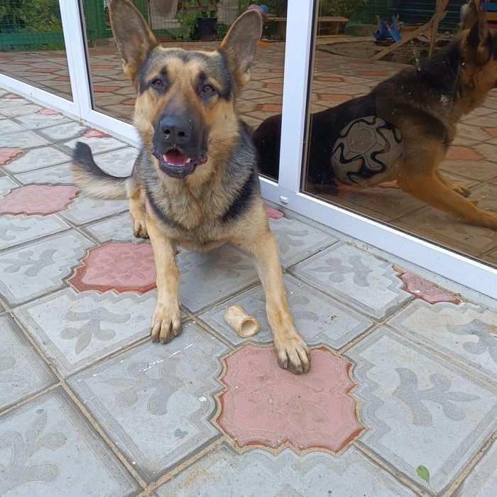 Кабель Немецкой овчарки для вязки