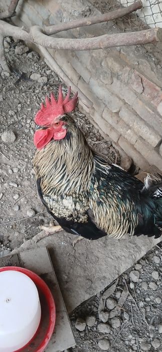 ПРОДАЁТСЯ 9 кур 1 петух
