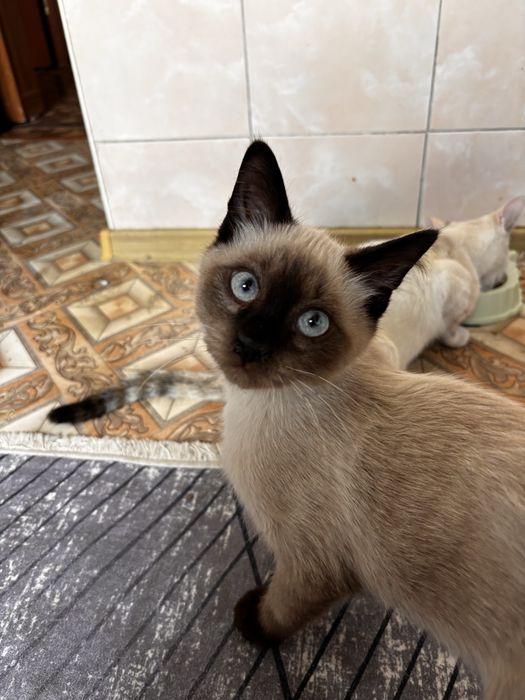 Отдам Котят в добрые руки