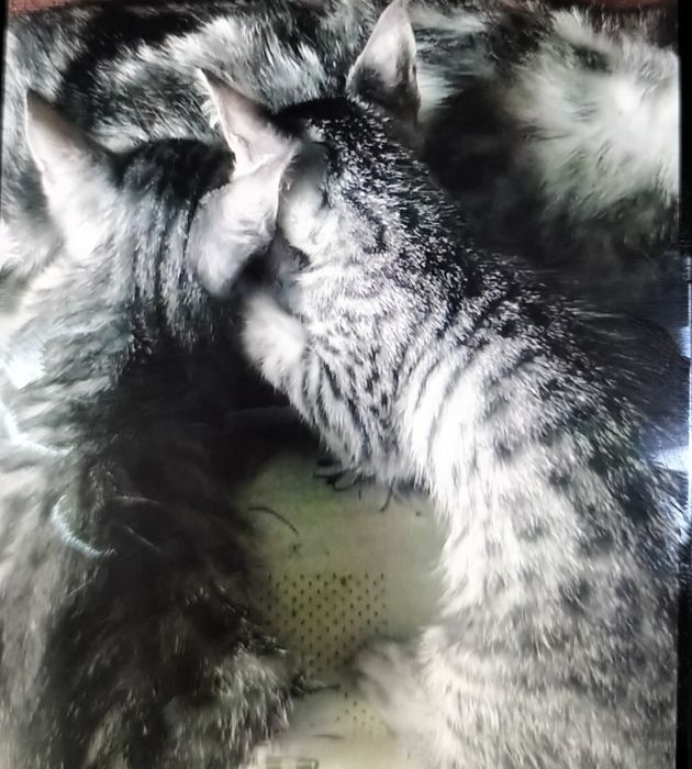 Котята от шотландской кошки