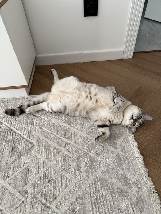 Отдам кота в добрые руки срочно