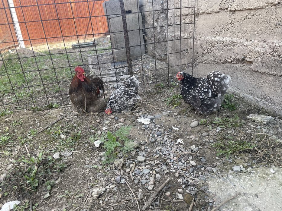 Кохинхин голубой мрамор 2+1