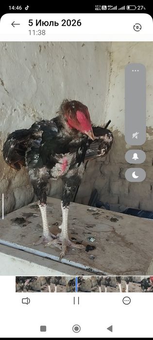 Сатлад срочнааа.
