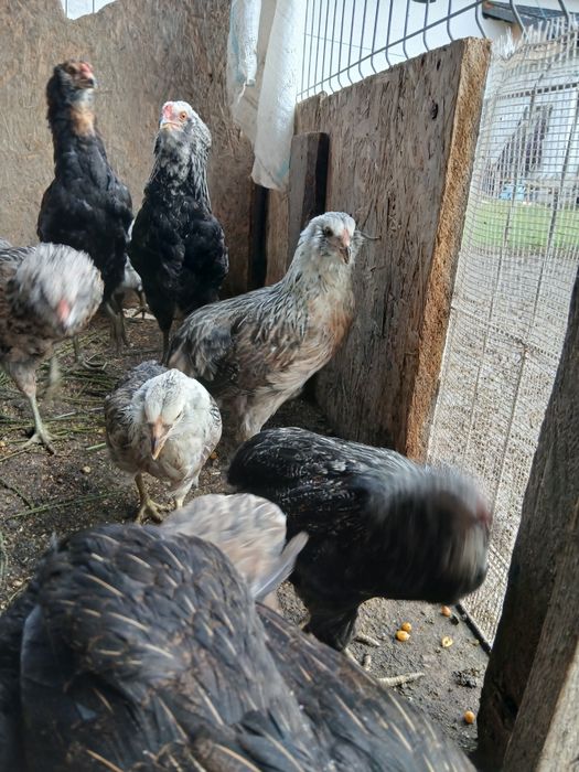 Familii  Araucana Potârnichiu/Silver