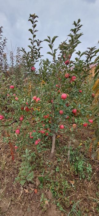 Ishonchli mevali va manzarali ko'chatlar sotamiz