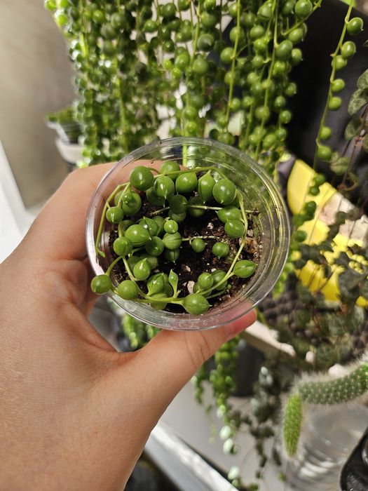 Продам крестовник роули