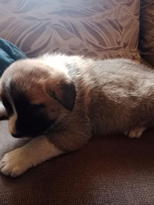 Щенки САО помесь