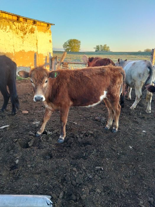 Продаются тёлки.