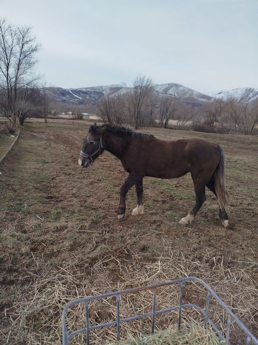 Продам кобылку полутяж