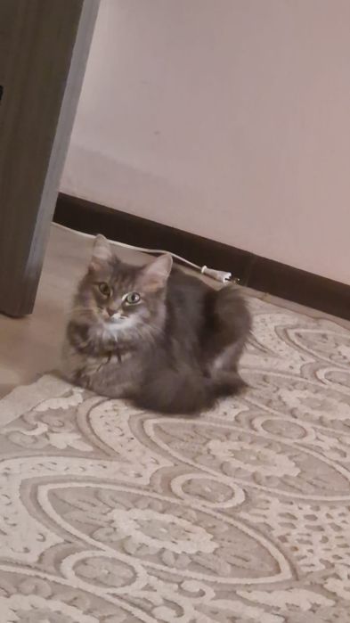 Пристраиваем кошек в добрые руки