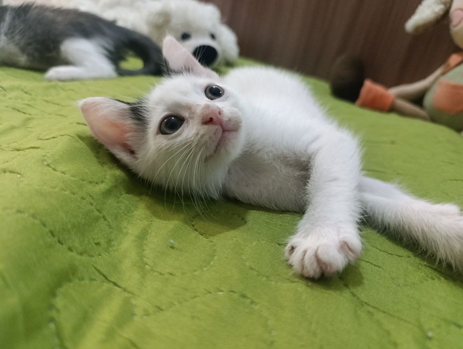 Отдам котенка в добрые руки