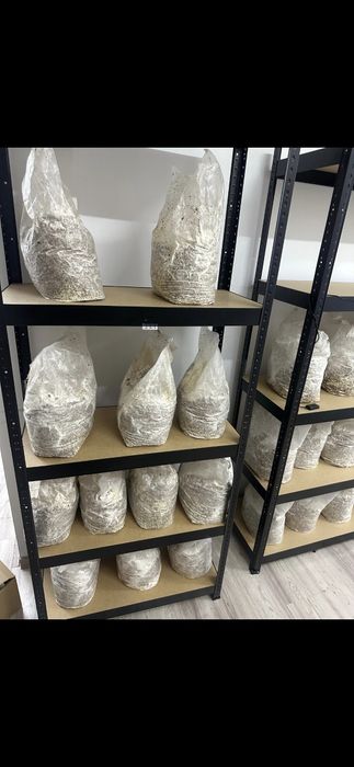 Micro ferma ciuperci gourme si medicinal(specialitate) cu LAB steril