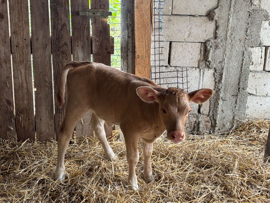 Vând 11 viței de rasă pură 6 tăurași și 5 femele