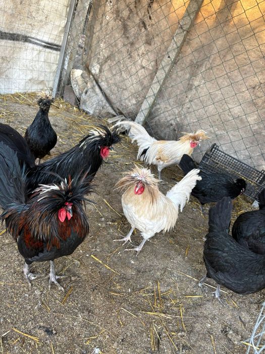 Петли холандска качулата