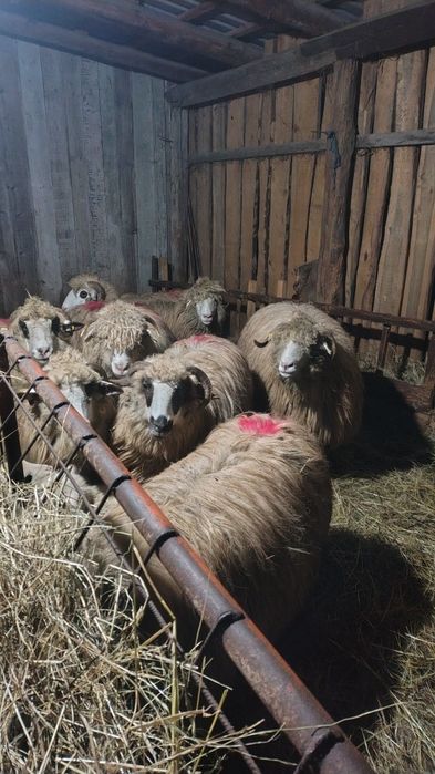 Oi  alese de vânzare