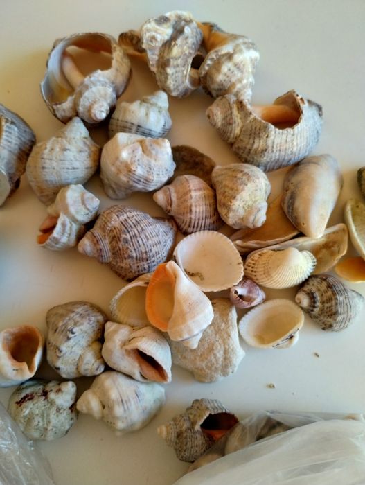 Scoici de diferite feluri