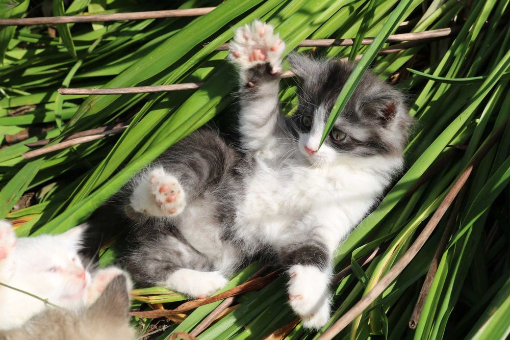 Котята бесплатно