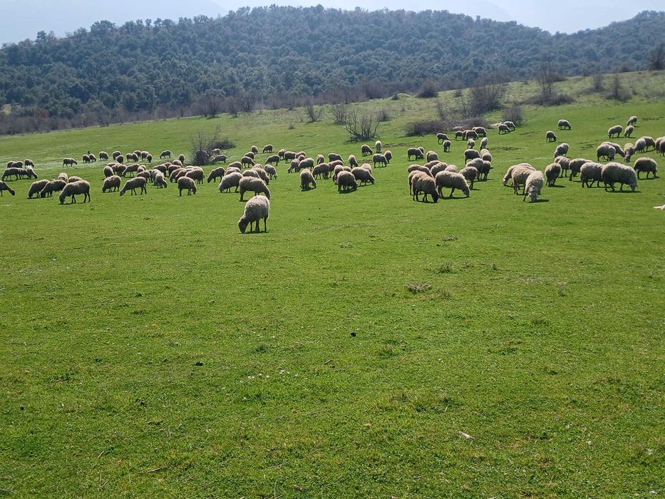 Свободни млади овце