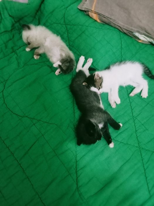 Отдам котят в добрые руки