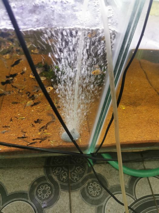 Pompe de aer-oxigenare apa cu putere reglabila Bacau • OLX.ro