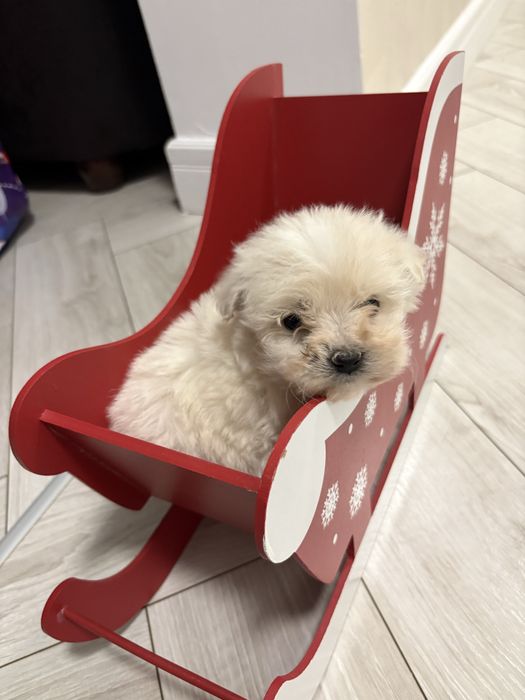 Bichon Maltez Fetita