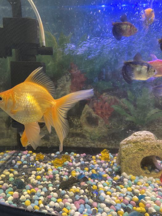 Продам золотую рыбу.