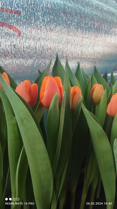 Голландские тюльпаны к 8 Марта!