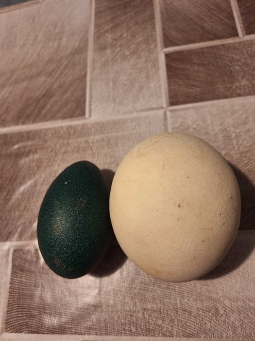 Щаусови яйца. И яйца от ему оплодени или за консумация