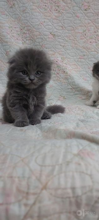 Продаю котят скоттиш-фолд
