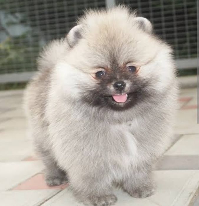 Немецкий шпиц цверг