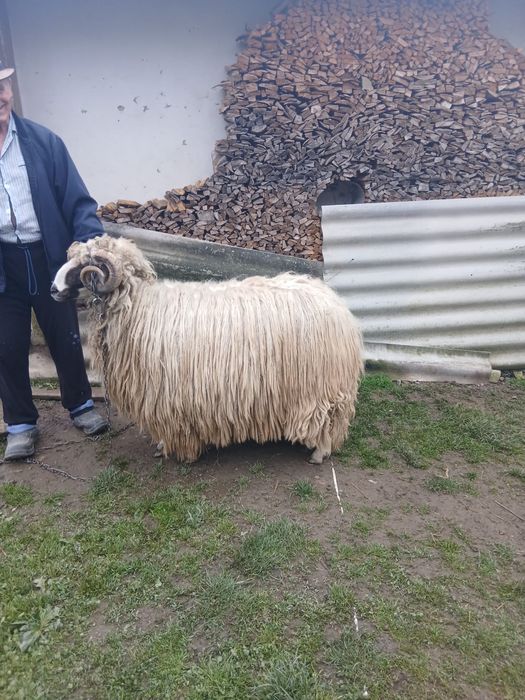 De vanzare berbec breaz