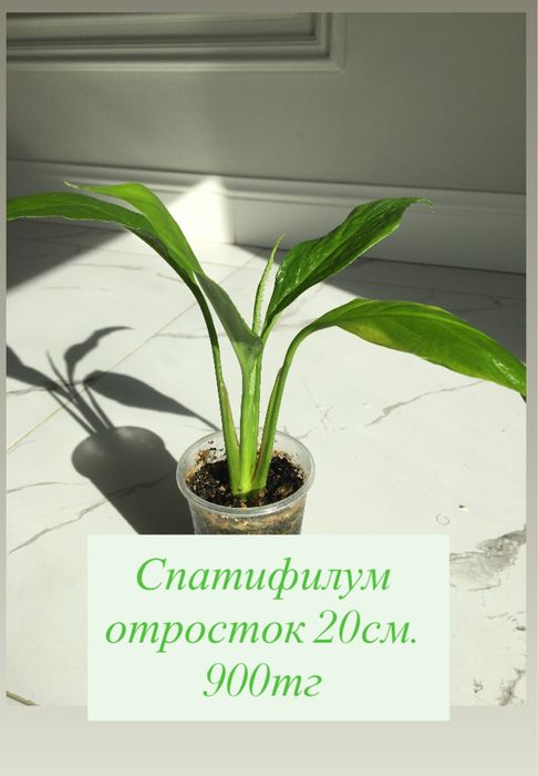 Комнатные растения