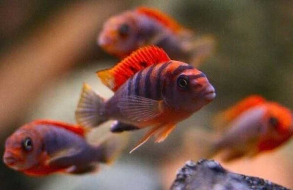 Цихлиды - Кимпума  ред