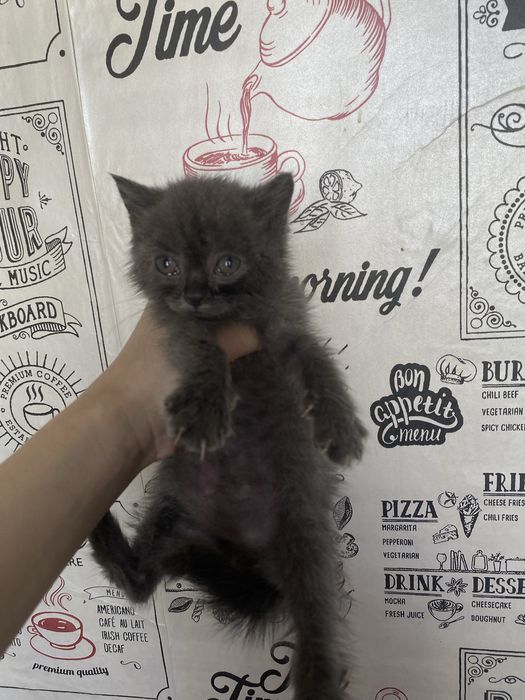 Шотландец скотиш страйт мальчик торга нет