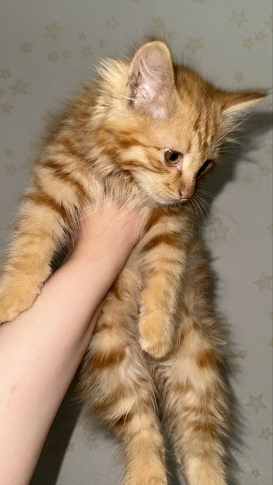 Котята бесплатно