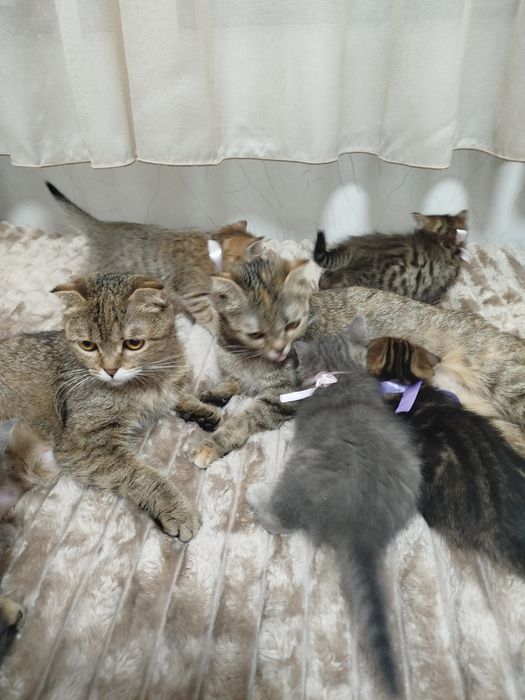 Продаются потрясающие, красивые, ласковые , нежные породистые котята