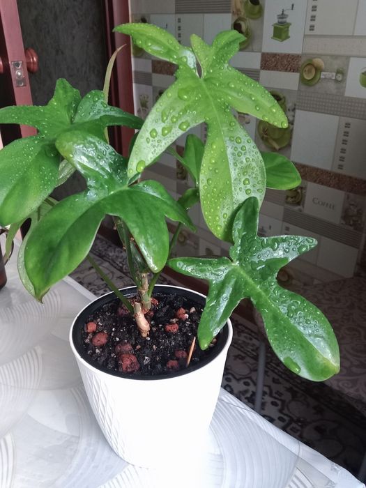 Филодендрон Маск продам