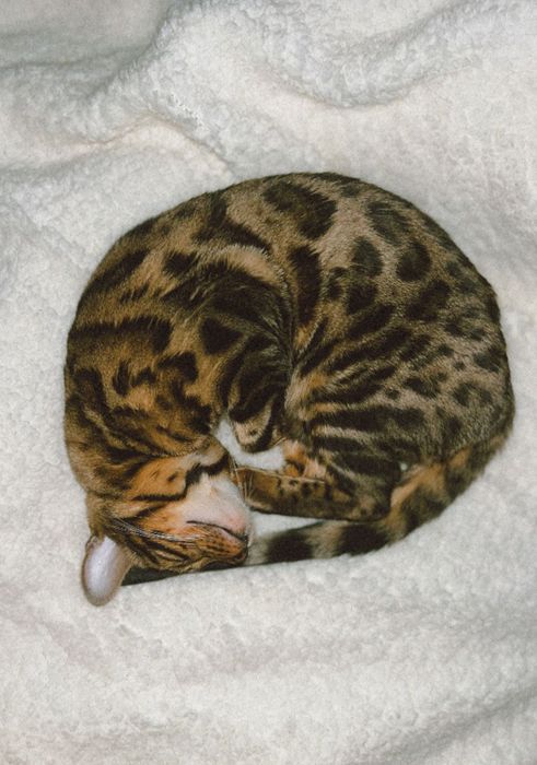 Отдам кошку Бенгалку