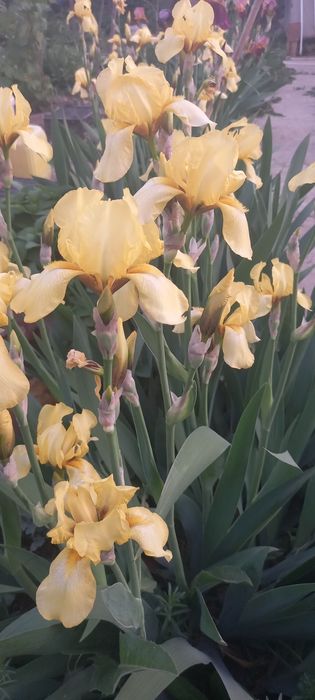 Ирисы ирисы цветы