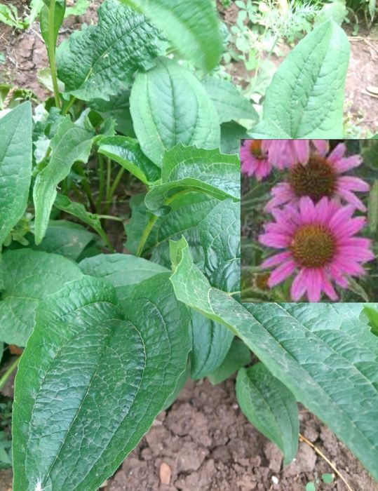 Продам многолетние цветы