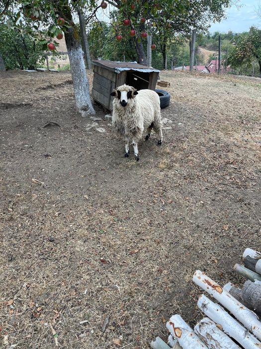 Vand 2 noatin și un miel