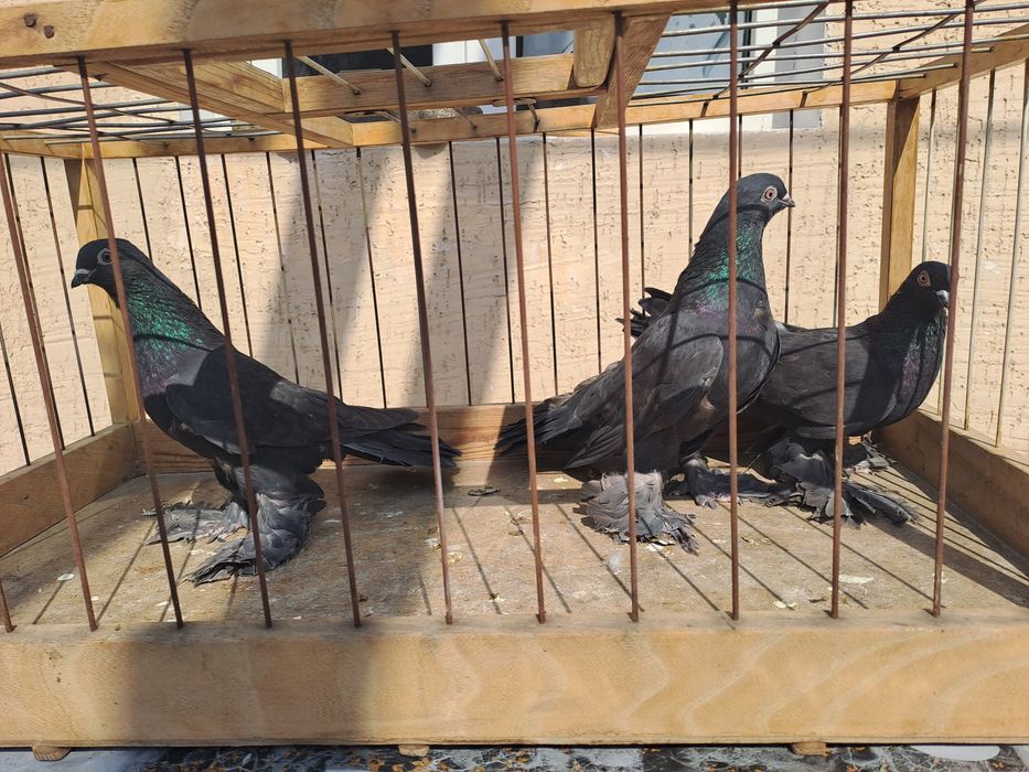 Продам голубей самки