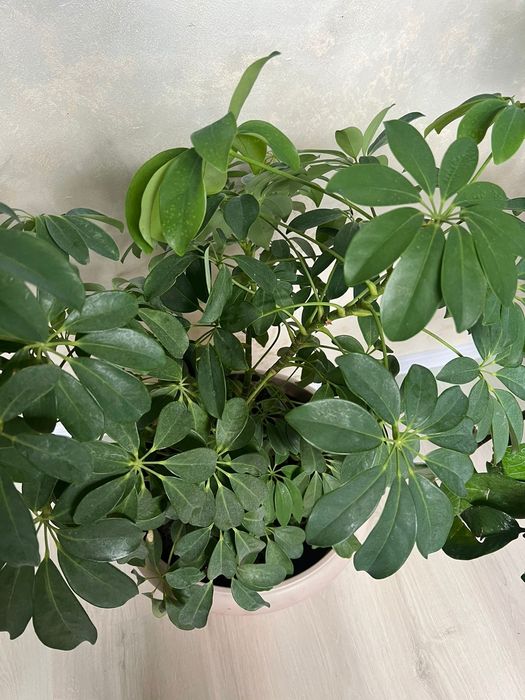 Продам цветы)