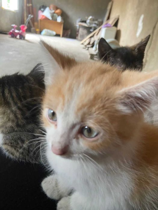 Отдам котят в хорошие руки